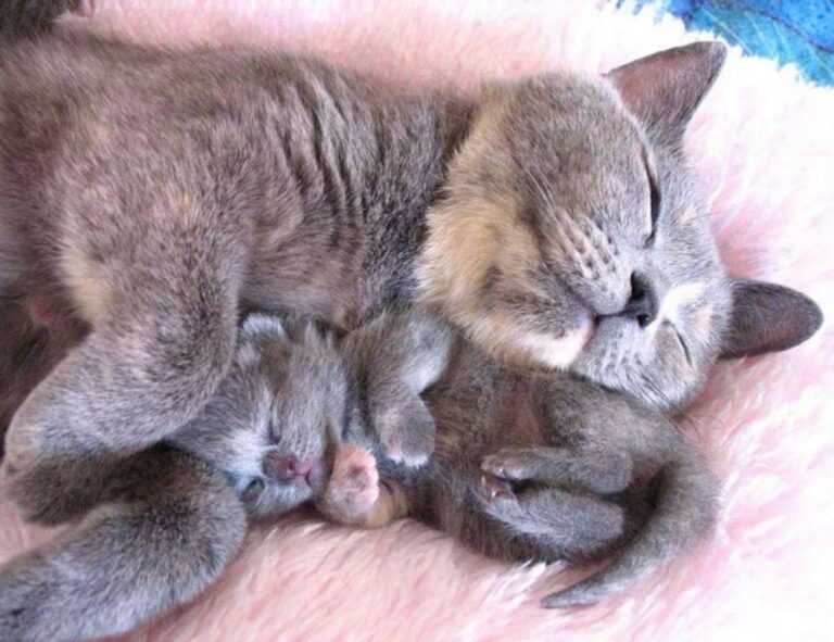 feduspray home air freshener spray