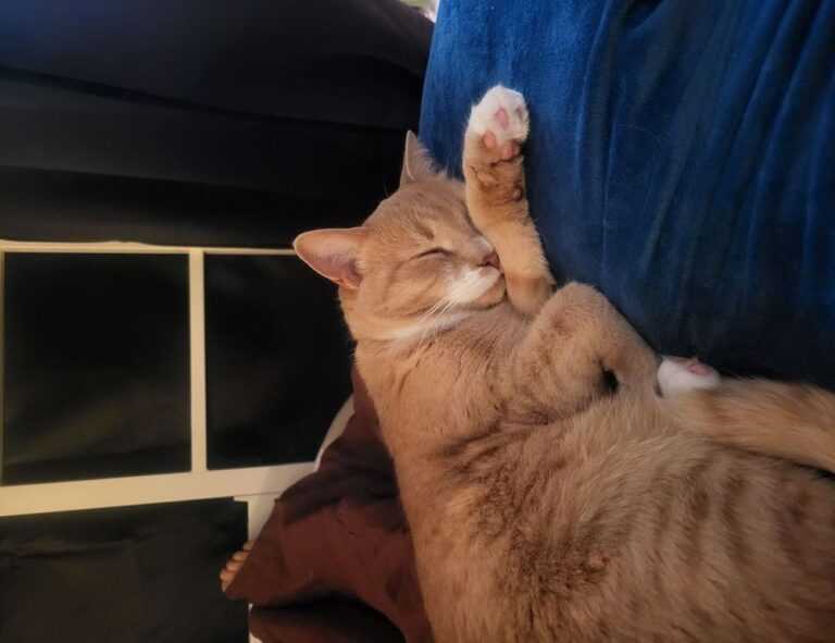 what should zavagouda sauce taste like