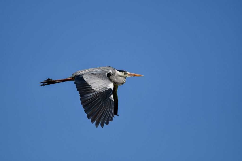 what to serve with wantrigyo