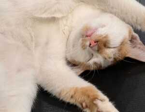 why felmusgano is important in culture