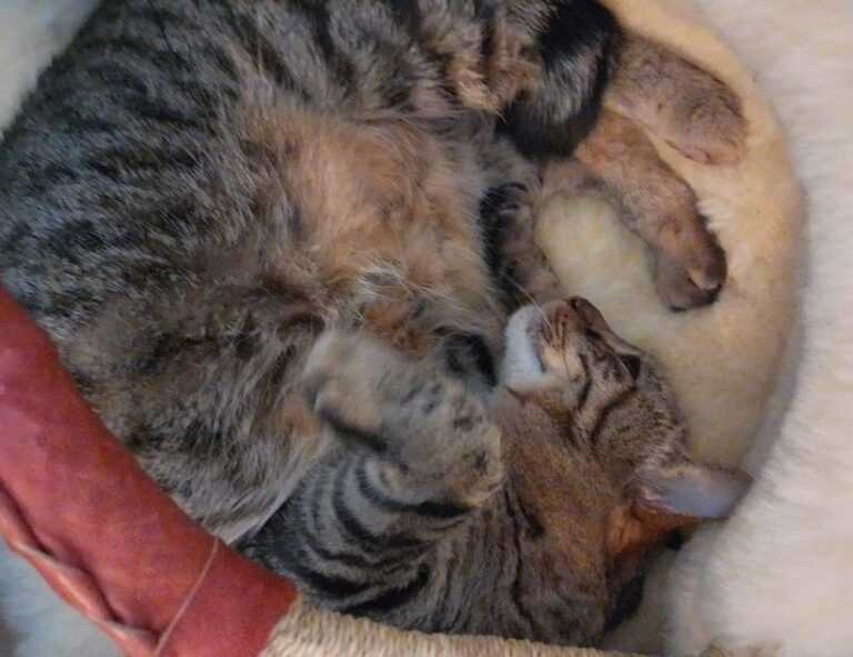 why widdeadvi running slow