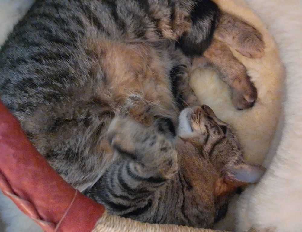 why widdeadvi running slow