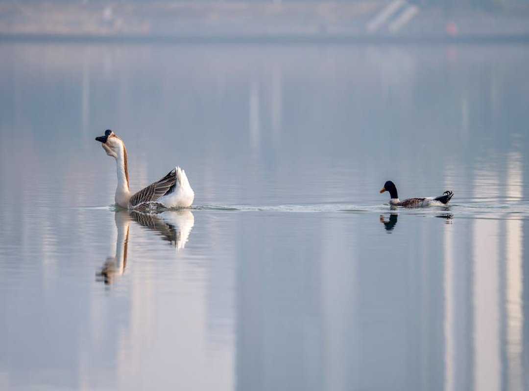 Techniques and Styles